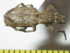 Microcerus