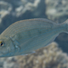 Rhabdosargus haffara - Photo (c) Nico K. Michiels, algunos derechos reservados (CC BY-NC), subido por Nico K. Michiels