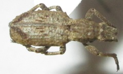 Microcerus