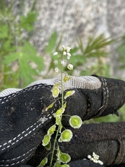 Thysanocarpus curvipes