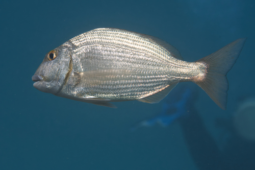 Rhabdosargus haffara observed 2022-12-27