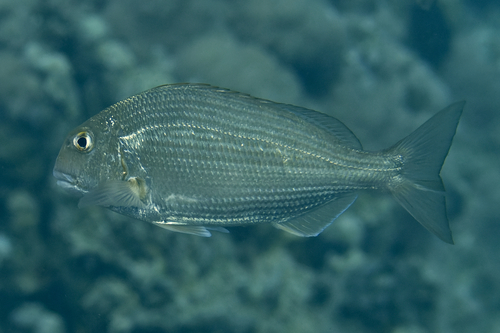 Rhabdosargus haffara observed 2022-12-31