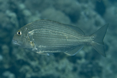 Rhabdosargus haffara