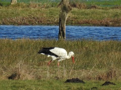 Ciconia ciconia