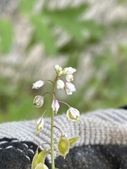 Thysanocarpus curvipes
