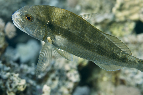 Rhabdosargus haffara observed 2022-12-31