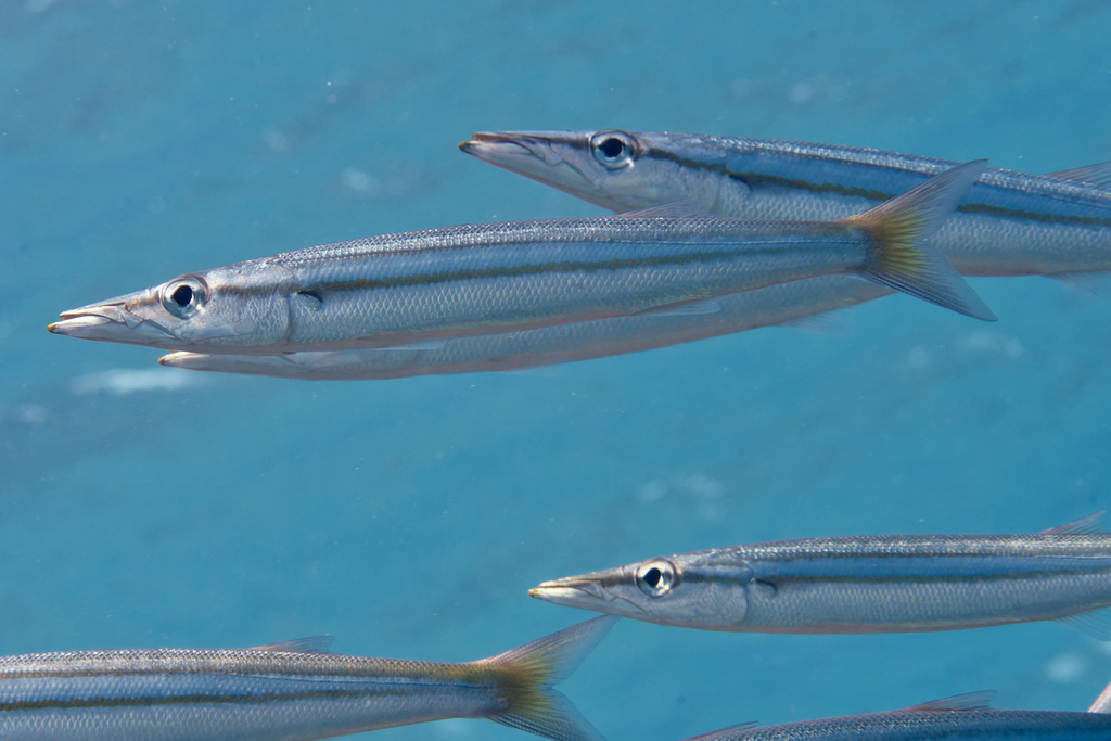 Iburi Barracuda