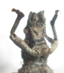Microcerus