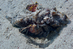 Inimicus filamentosus