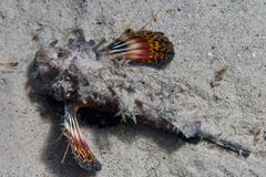 Inimicus filamentosus