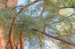 Vachellia pennivenia