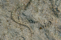 Corythoichthys flavofasciatus