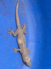 Hemidactylus
