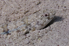 Synodus dermatogenys