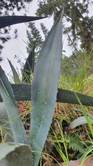 Agave cordillerensis