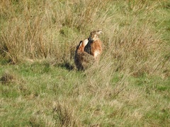 Lepus europaeus