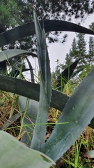 Agave cordillerensis
