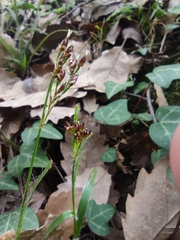 Luzula forsteri