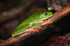 Callimedusa tomopterna