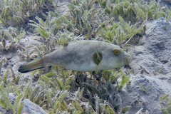 Arothron immaculatus