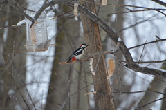 Dendrocopos major