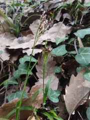 Luzula forsteri
