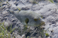 Arothron immaculatus
