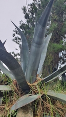 Agave cordillerensis