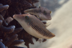 Canthigaster margaritata