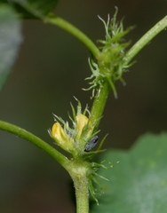 Medicago polymorpha
