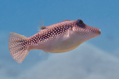 Canthigaster margaritata