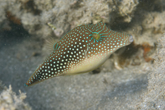 Canthigaster margaritata