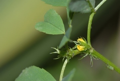 Medicago polymorpha