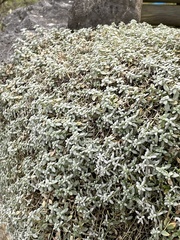 Cerastium tomentosum