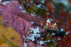 Crimson Triplefin photo 1