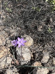 Dipterostemon capitatus