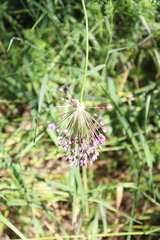 Allium rotundum