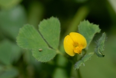 Medicago minima