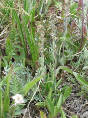 Artemisia scopulorum