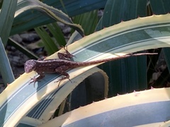 Anolis sagrei