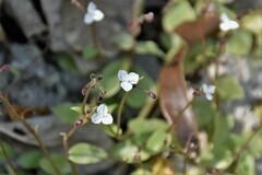 Callisia cordifolia