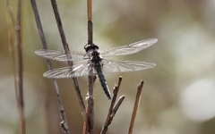 Epitheca cynosura