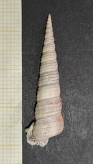 Turritellinella tricarinata