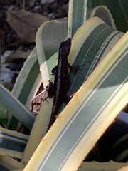 Anolis sagrei