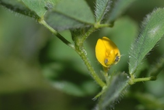 Medicago minima