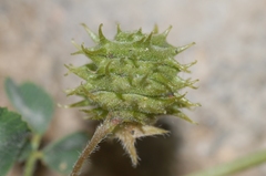 Medicago rigidula