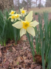 Narcissus tazetta