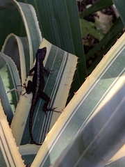 Anolis sagrei