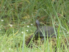 Rhinoclemmys funerea