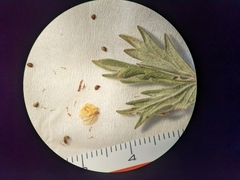 Potentilla pensylvanica